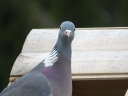 DSC02690.JPG