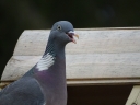 DSC02692.JPG