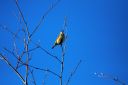 IMG_5029PC.jpg