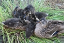 Filename=IMG_7026.JPG
Filesize=2414KiB
Dimensions=2048x1365
Date added=%581 %09, %2017 IMG_7026.JPG